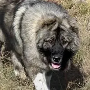 Caucasian Shepherd