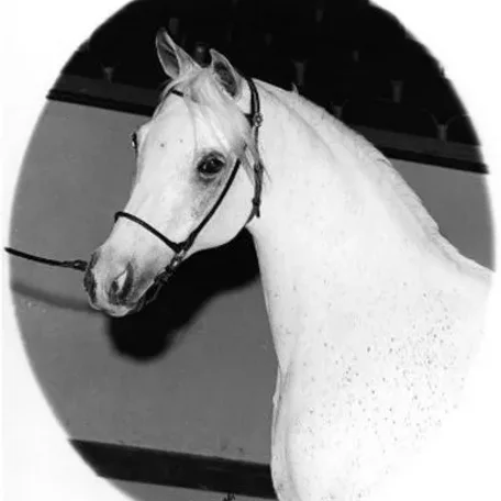 *Ansata Bint Zaafarana