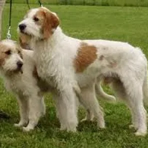 Istrian Coarse-haired Hound