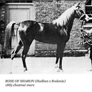 Rose of Sharon