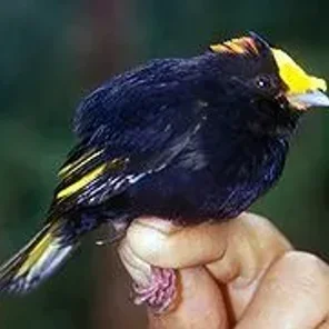 Golden-winged