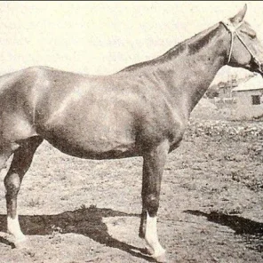 Malpia