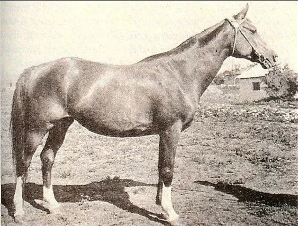 MALPIA (Priboj x Mammona by Ofir)