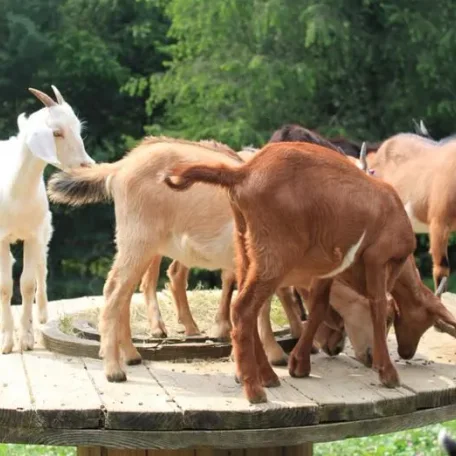 The Kiko Goat originated from New Zealand by crossing feral goats with dairy goats in the 1980s.
