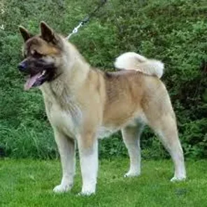 American Akita