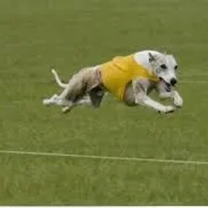 COURSING ABILITY TEST II