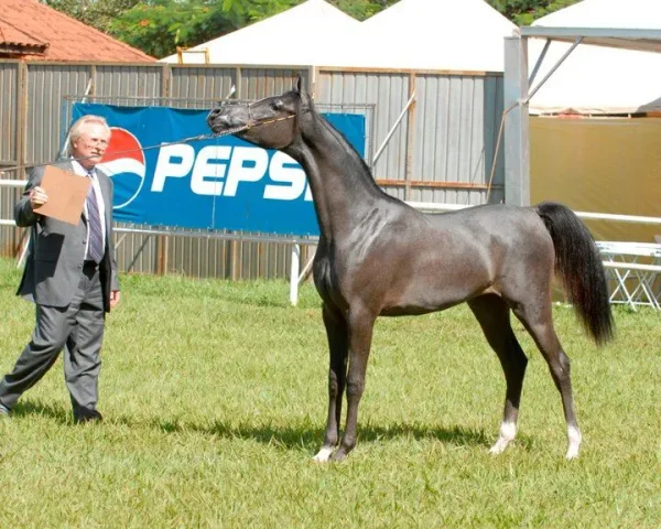 ADIVA HJ (Hylan x Alfomfra - *Cobrah)
- criação e prop./ breed and owned:
Alexandre Barcelos e Maria Beatriz - Haras Juramento
