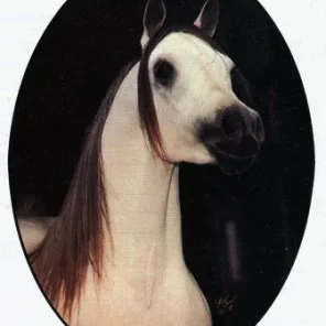 IBN MORAFIC
