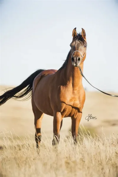 Marcele (TF Psymreekhe x JSL Aviance) bred by Julie Patton.