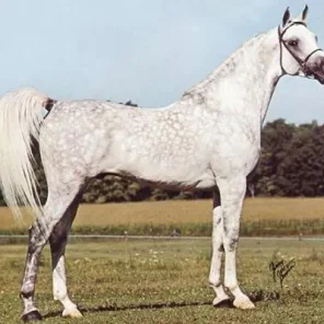 Shaikh Al Badi
