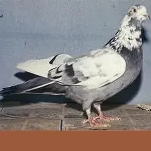 Sverdlovsk blue-gray mottle-headed Pigeon