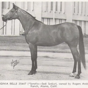 Virginia Belle