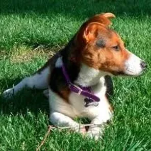 Cojack (Designer Dog)