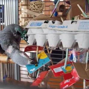 The Best Bird Toys