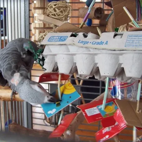 Types of Bird Toys - Store and Home Made