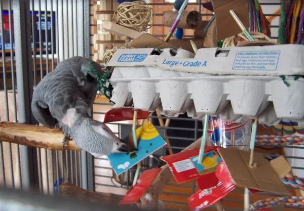 Types of Bird Toys - Store and Home Made
