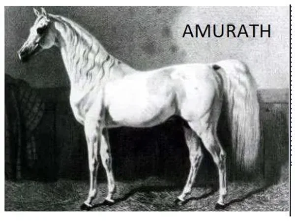 Arabian Horse Piauí