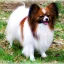 Anke