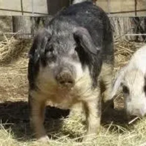 Swallow Bellied Mangalitza
