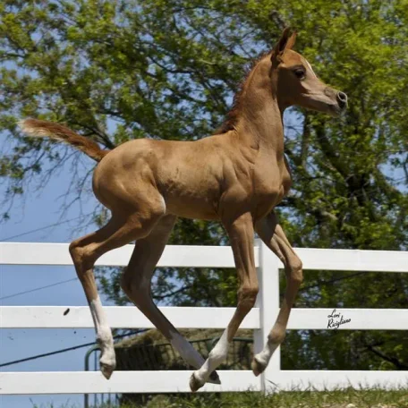 Priceless Da Vinci (Da Vinci x Momentica) contact Sue Martin for more information on this very special mare.