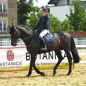 Irish Sport Horse