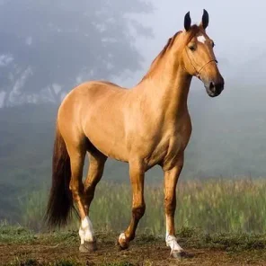 Campolina