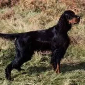 Gordon Setter