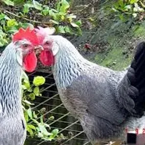 Single Comb Silver