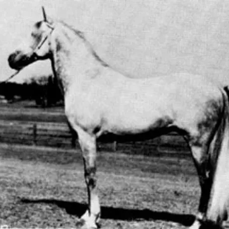 El Bulad 1903 Arabian Stallion.