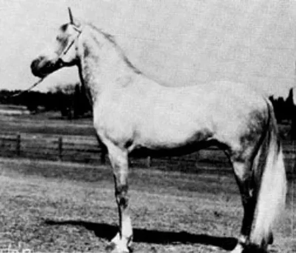 El Bulad 1903 Arabian Stallion.