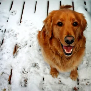 Norway to create special police unit to fight animal cruelty