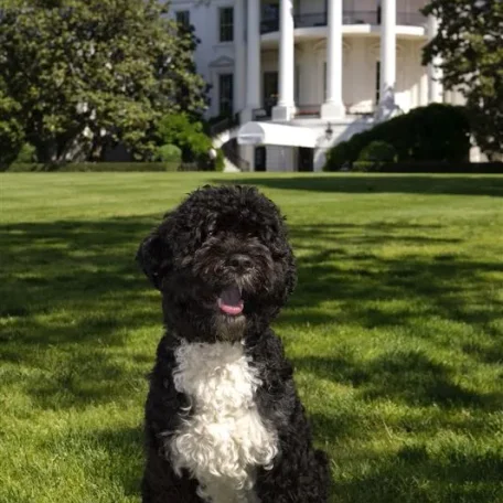 Our U.S. Presidents and some their Pets
