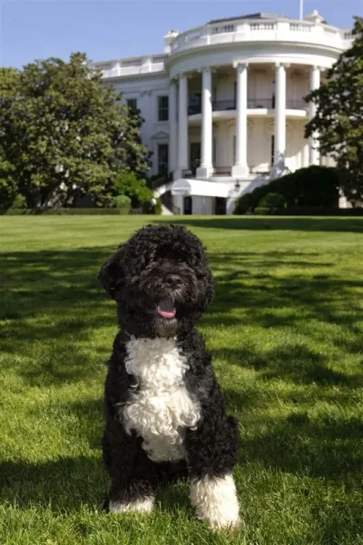Our U.S. Presidents and some their Pets