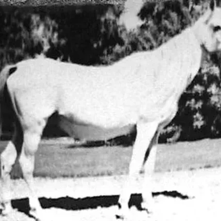 Kateefah