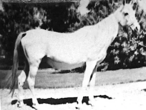 Kateefah