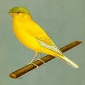 Gloster Canary