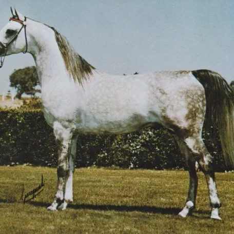 
          Photo by Luxemere Arabians
        