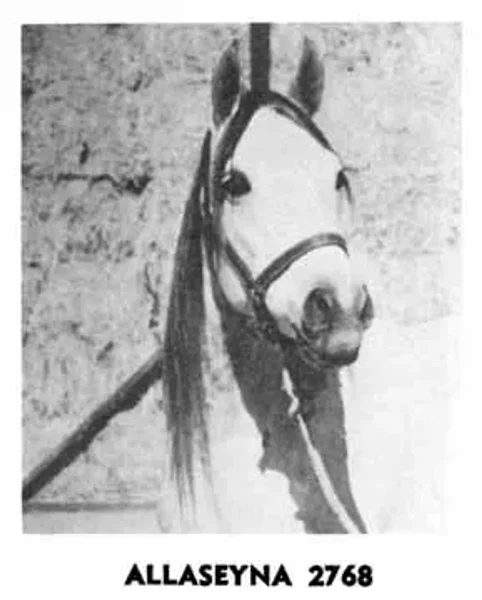 ALLASEYNA