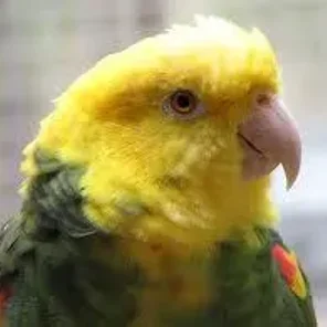 Double Yellow-headed Amazon