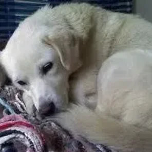 Siberian Retriever (Designer Dog)