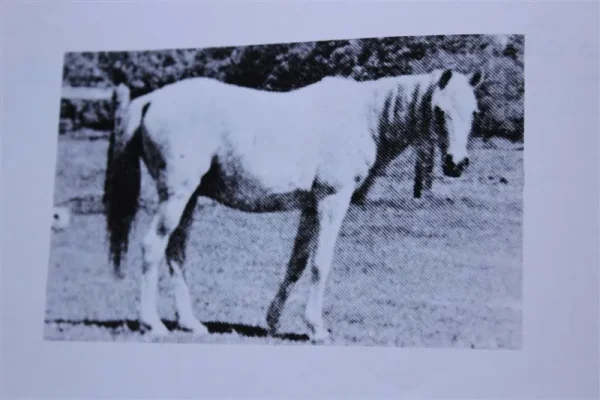 Ralouma