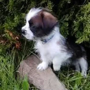French Bull Tzu (Designer Dog)