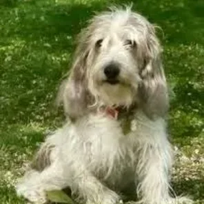 Petit Basset Griffon Vendéen
