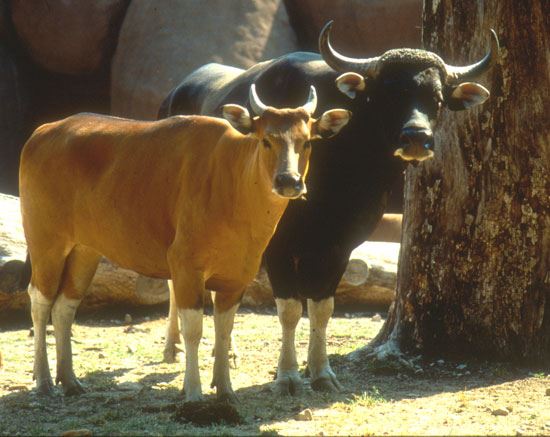 Forgotten species: the wild jungle cattle called Banteng