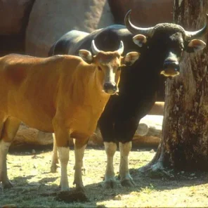 Forgotten species: the wild jungle cattle called Banteng
