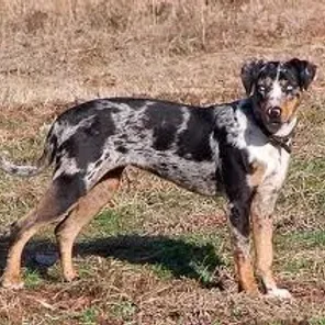 Catahoula Cur
