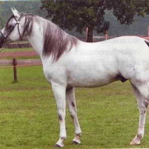 Procyon