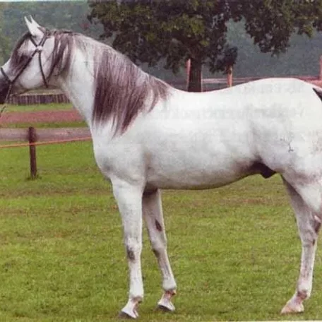 Procyon