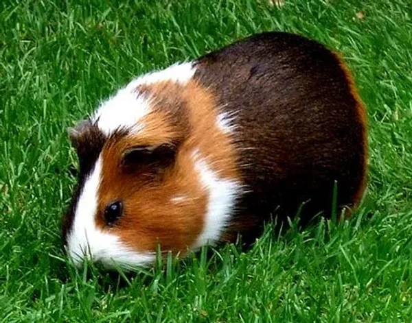 Guinea Pig