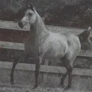 ANSATA GLORIANA